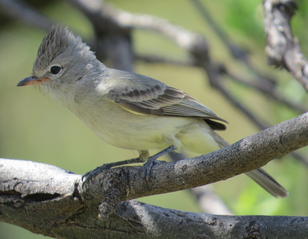 Northern Beardless-Tyrannulet