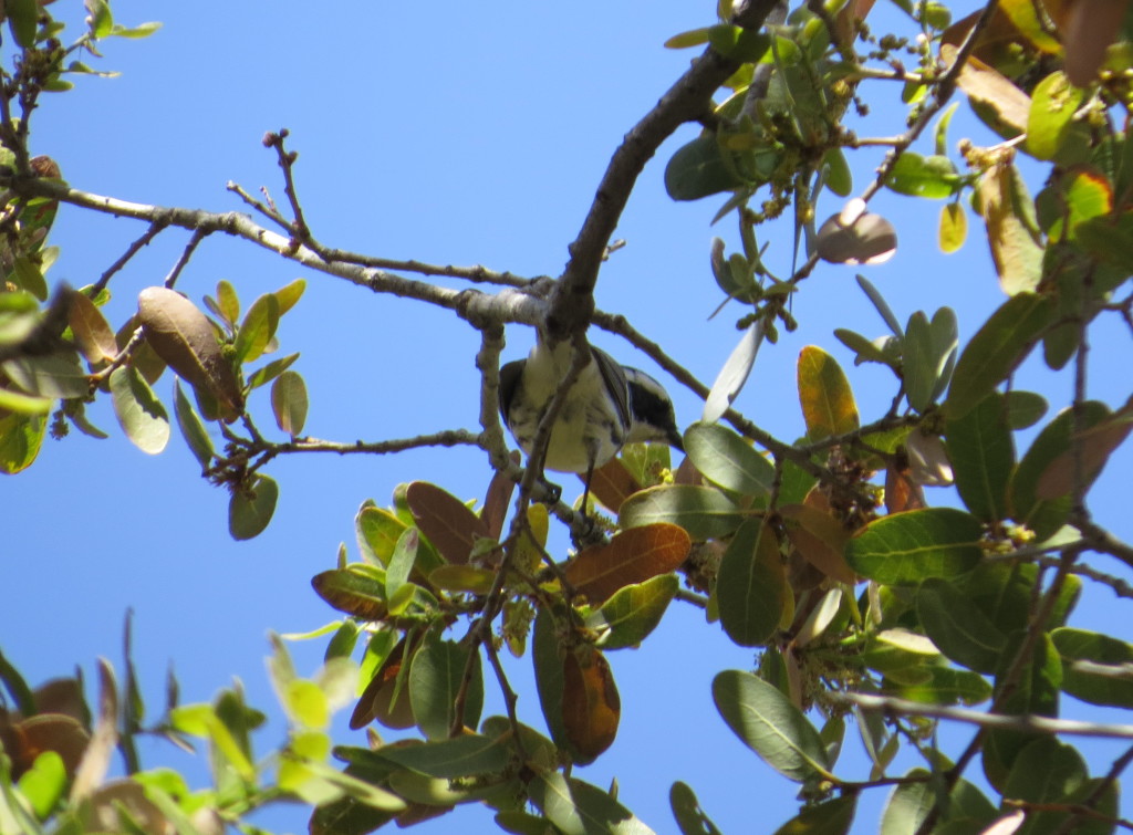 Black-throated Gray Warbler