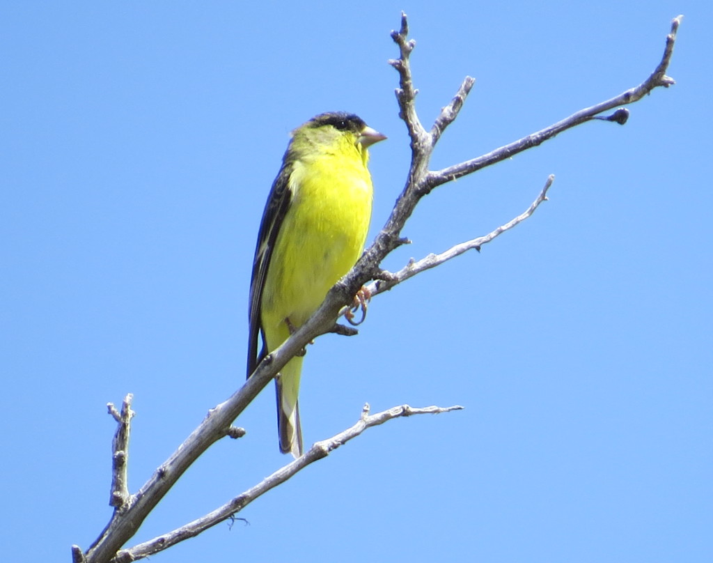 Lesser Goldfinch