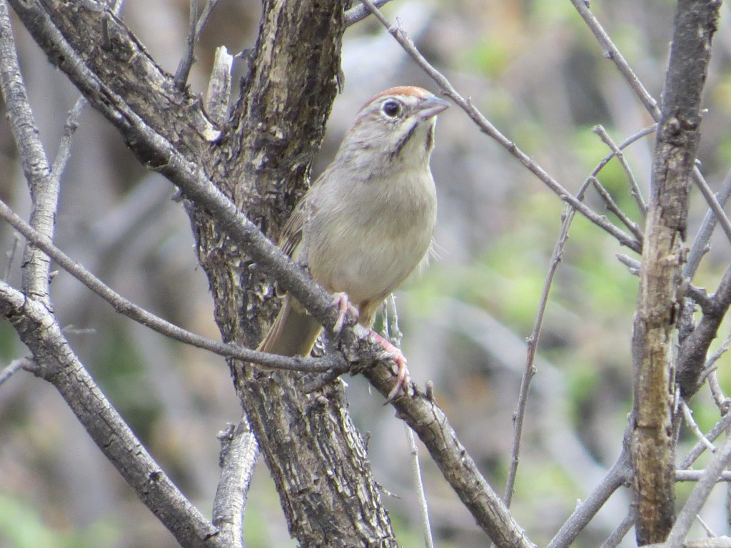 Rufous-crowned Sparrowwwww