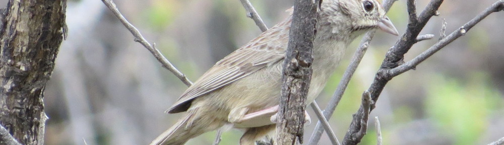 Rufous-crowned Sparrow