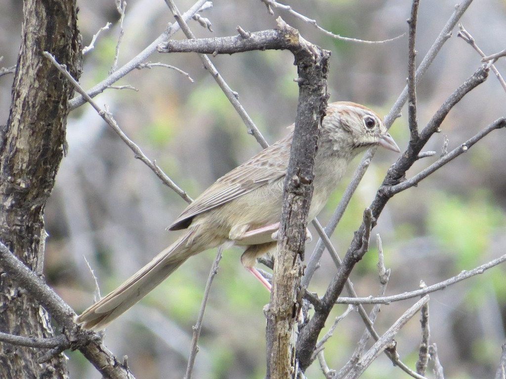 Rufous-crowned Sparrow