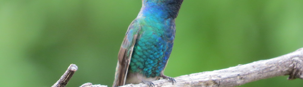 Broad-billed Hummingbird