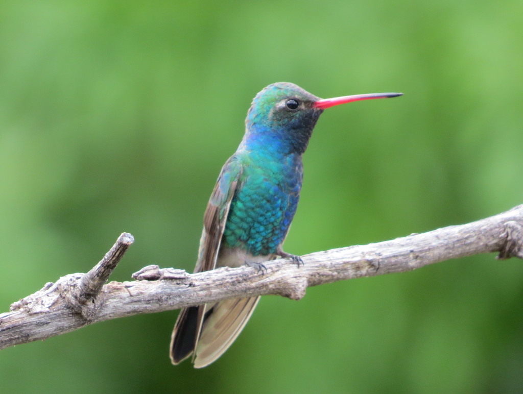 Broad-billed Hummingbird