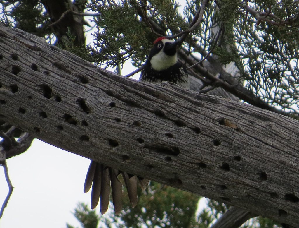 Acorn Woodpecker