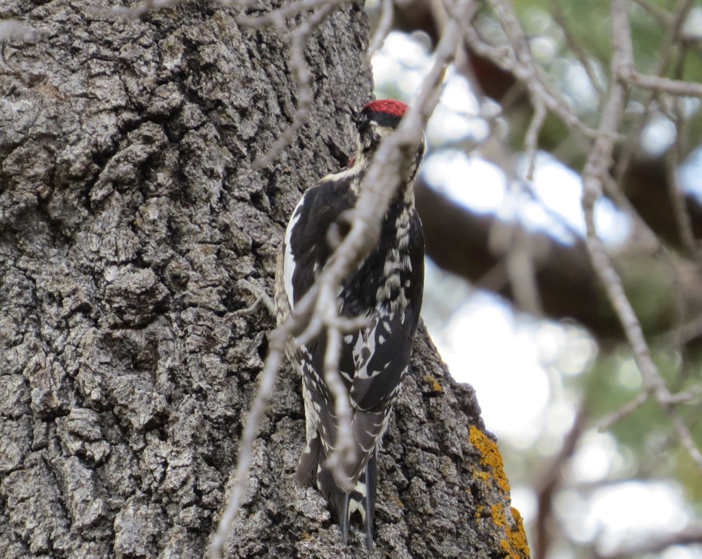 Red-naped Sapsucker