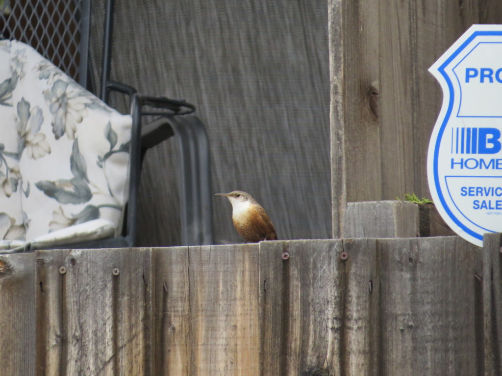 Canyon Wren