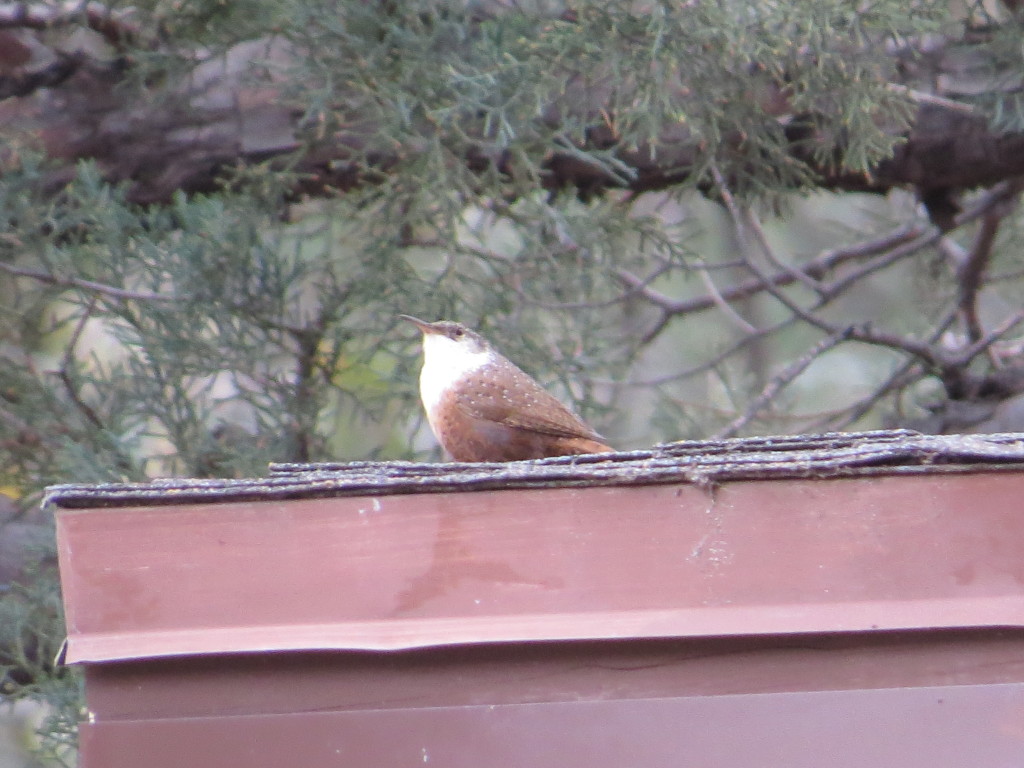 Canyon Wren