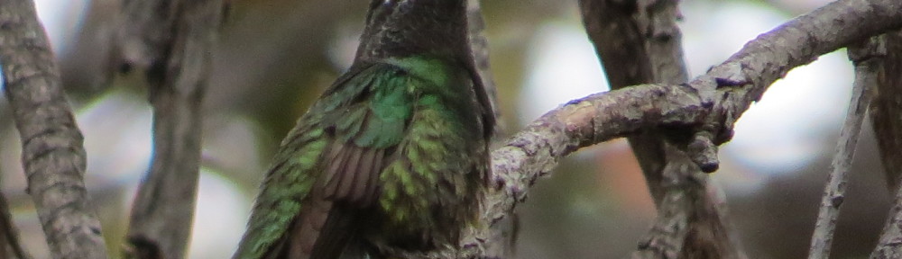 Magnificent Hummingbird