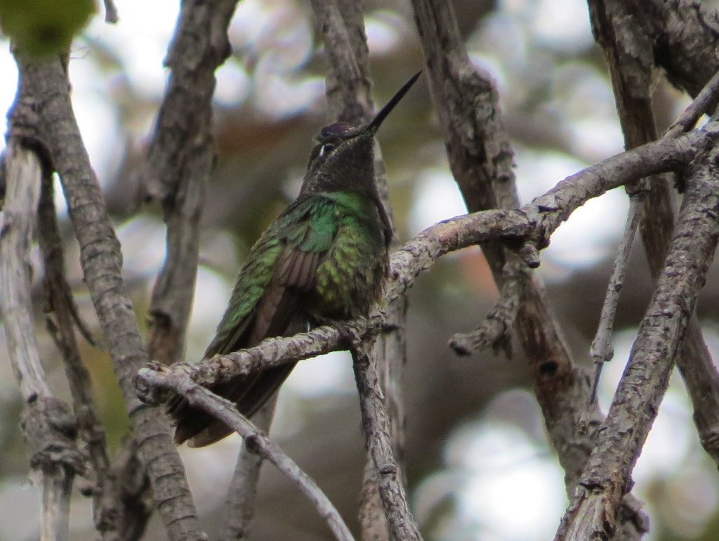 Magnificent Hummingbird