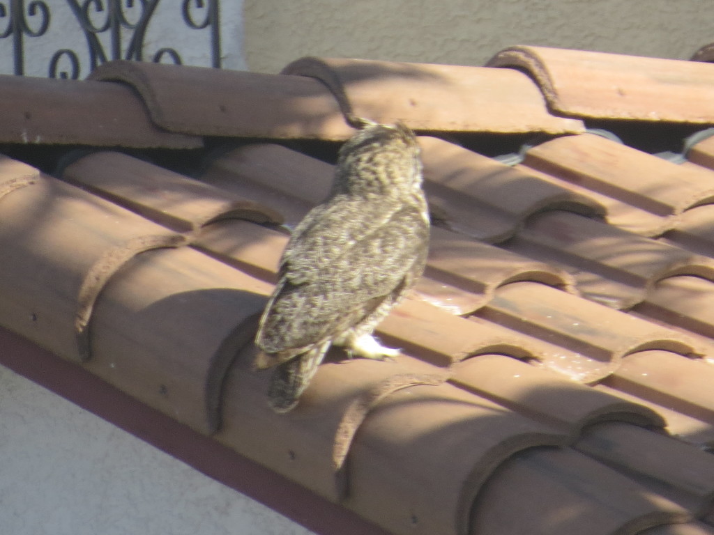 Great Horned Owl