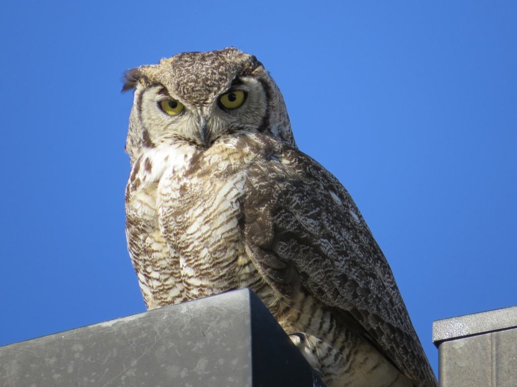 Great Horned Owl