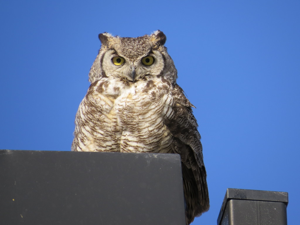 Great Horned Owl