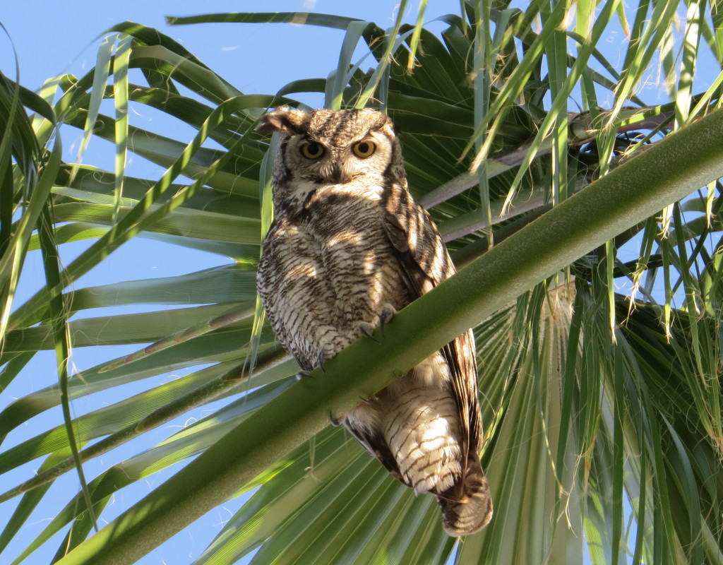 Great Horned Owl