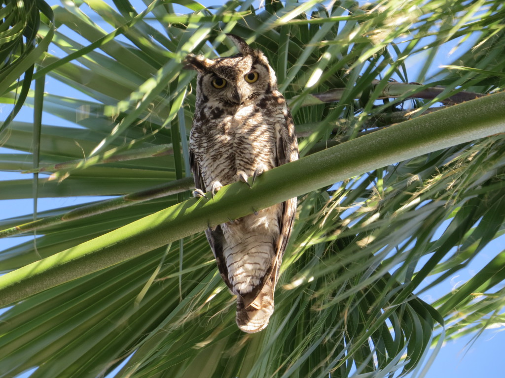 Great Horned Owl