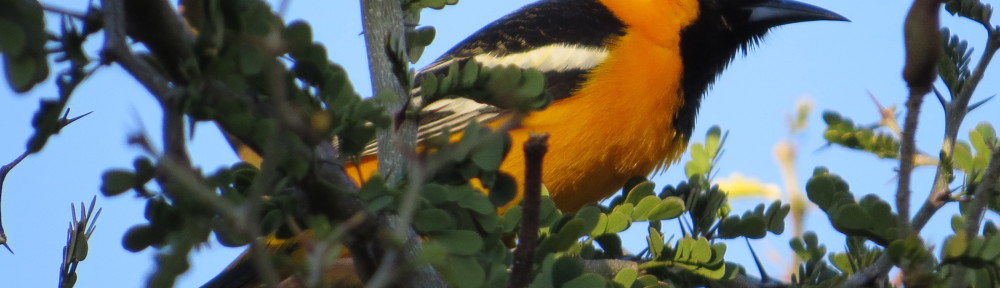 Hooded Oriole