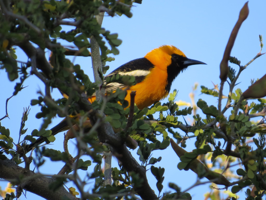 Hooded Oriole