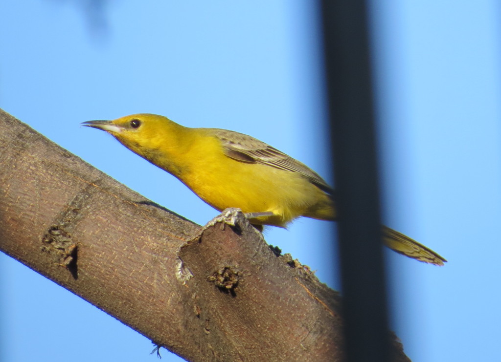 Hooded Oriole female