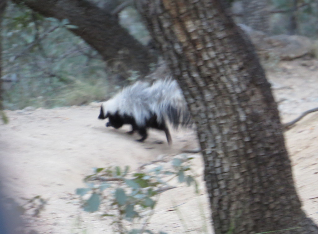 Hooded Skunk