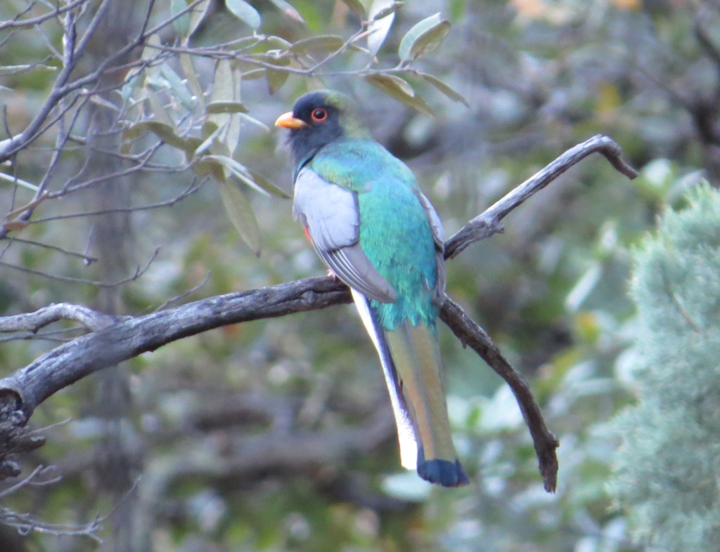 Elegant Trogon