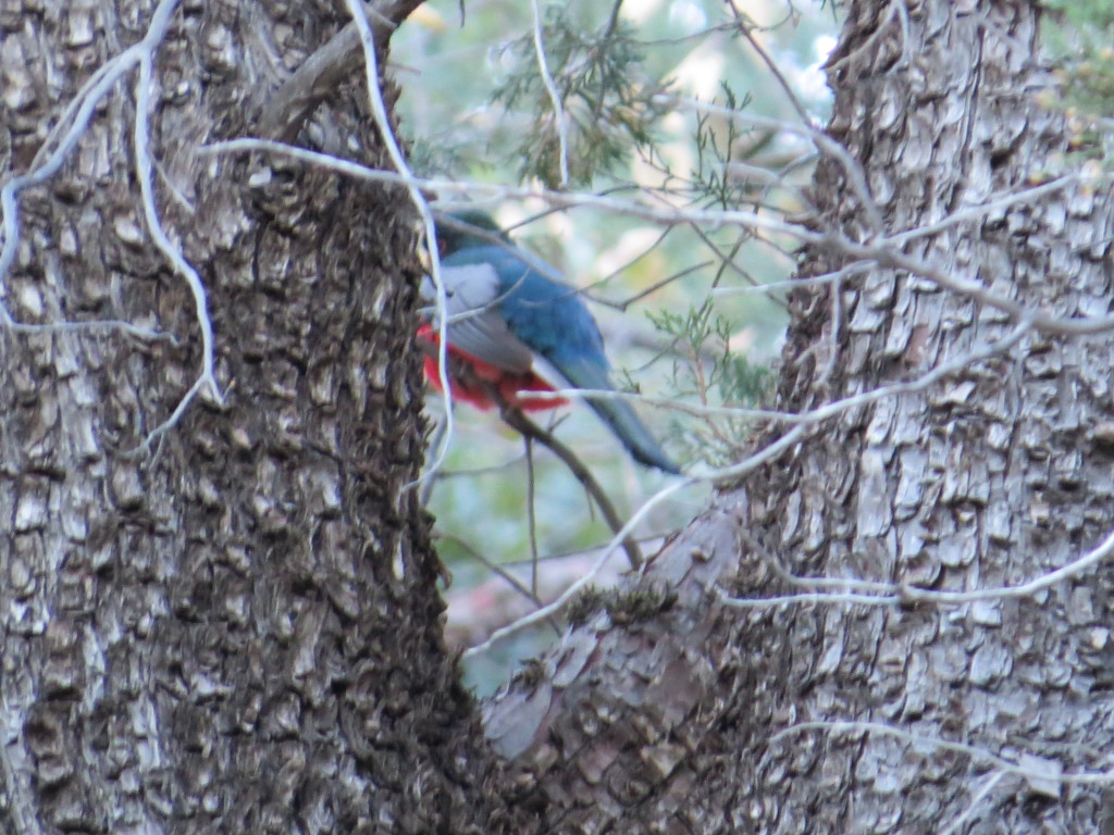 Elegant Trogon