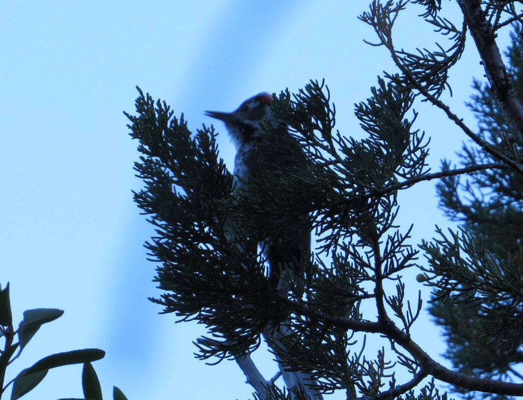 Arizona Woodpecker