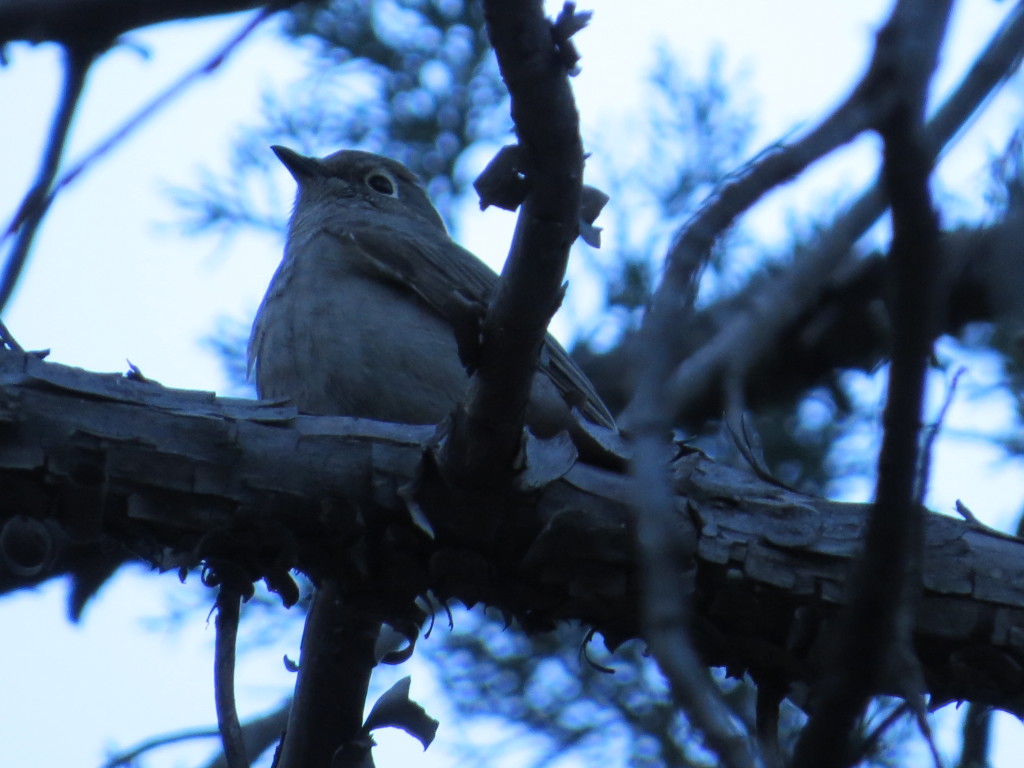 Townsend's Solitaire