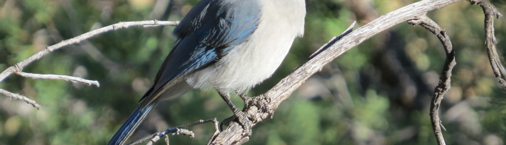 Mexican Jay