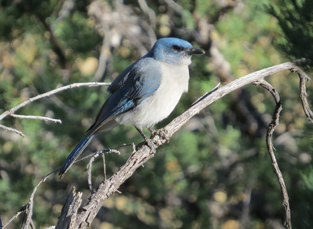 Mexican Jay