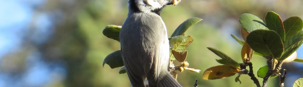 Bridled Titmouse