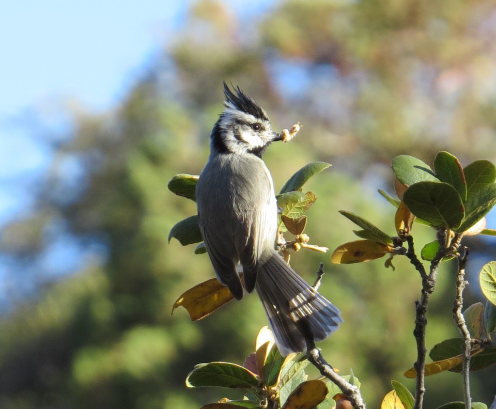 Bridled Titmouse