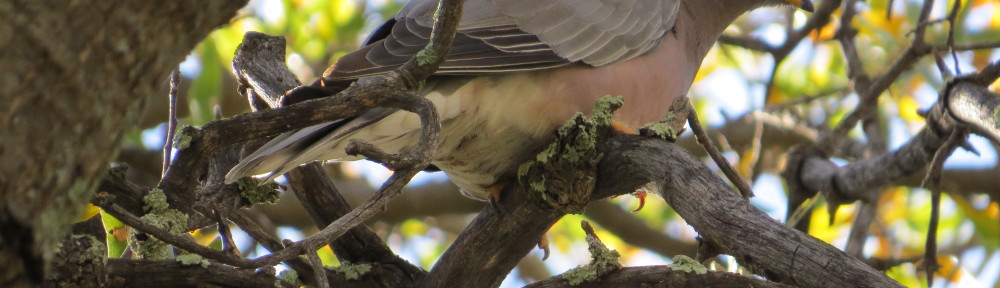 Band-tailed Pigeon