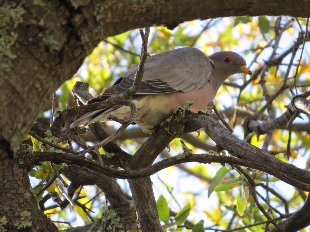 Band-tailed Pigeon