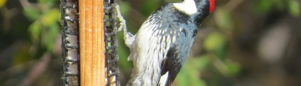 Acorn Woodpecker