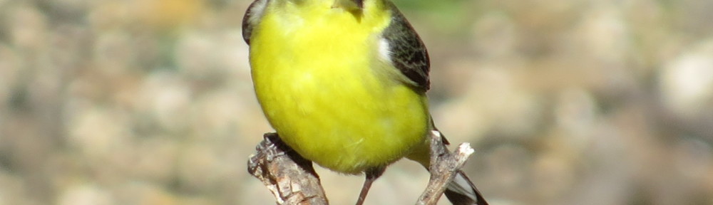 Lesser Goldfinch