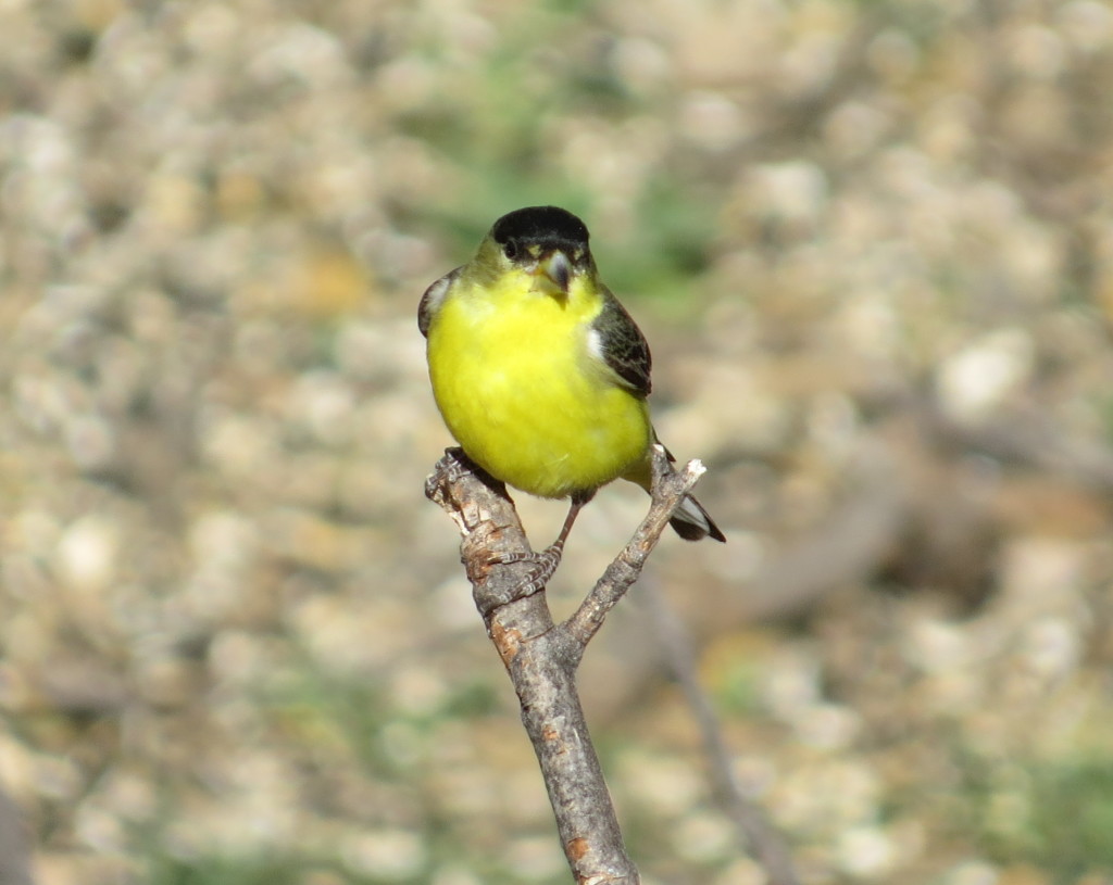 Lesser Goldfinch