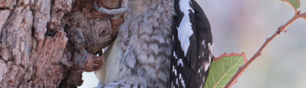 Red-naped Sapsucker