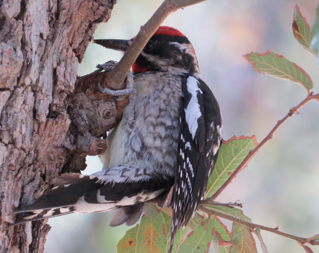 Red-naped Sapsucker