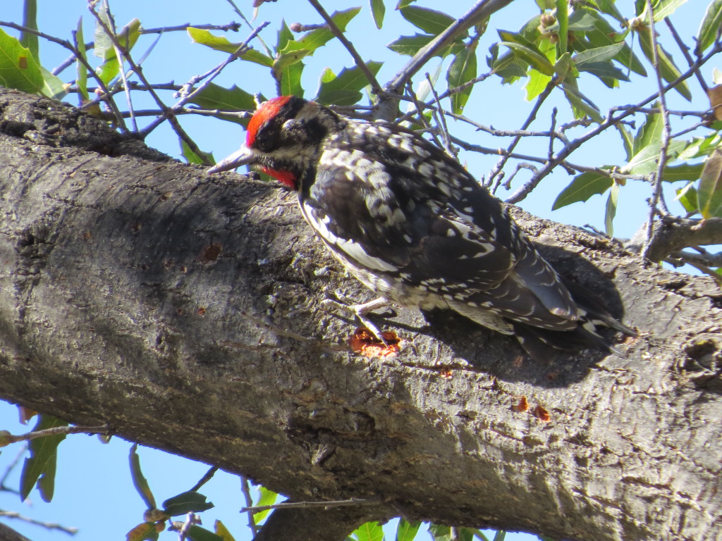 Red-naped Sapsucker