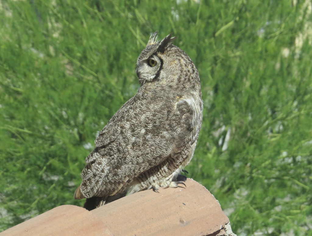 Great Horned Owl