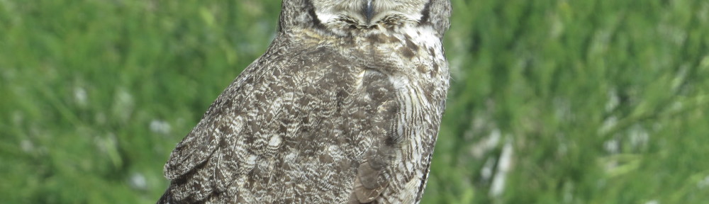 Great Horned Owl