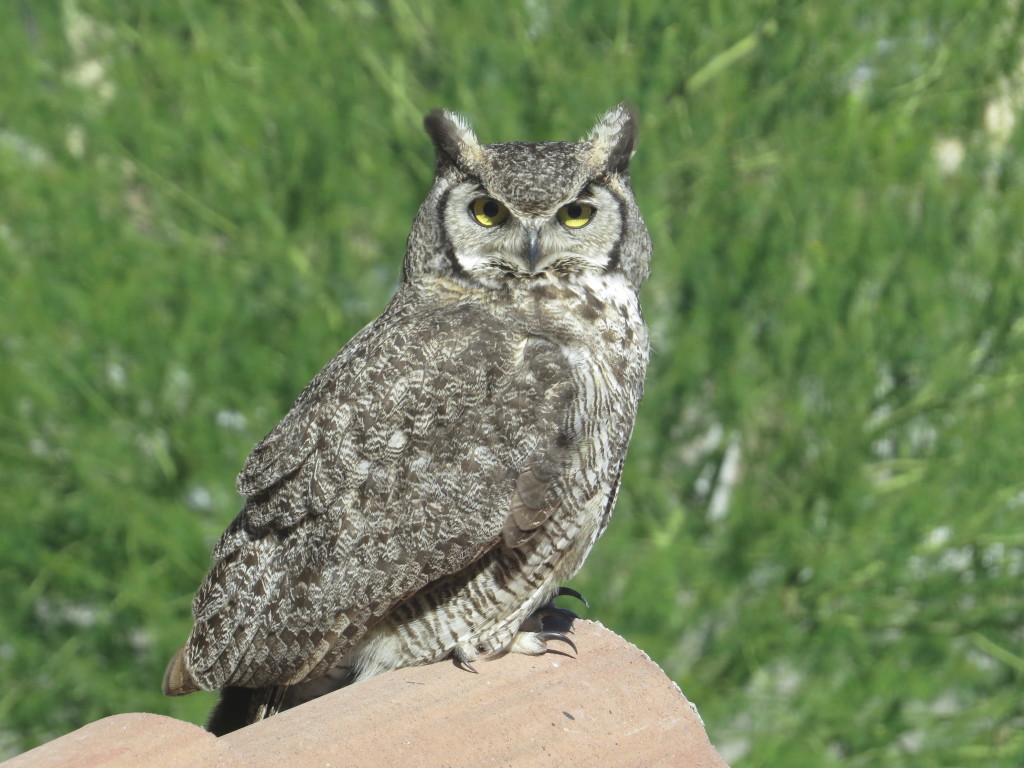 Great Horned Owl