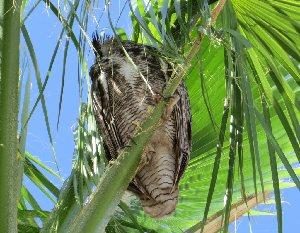 Great Horned Owl