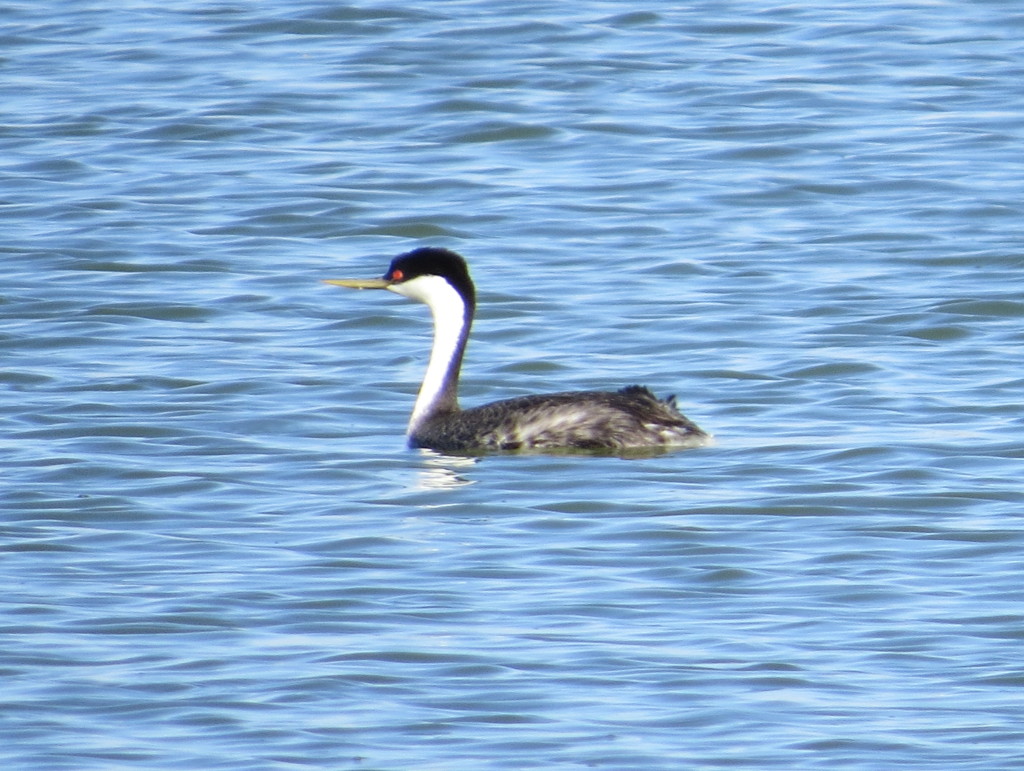 Western Grebe