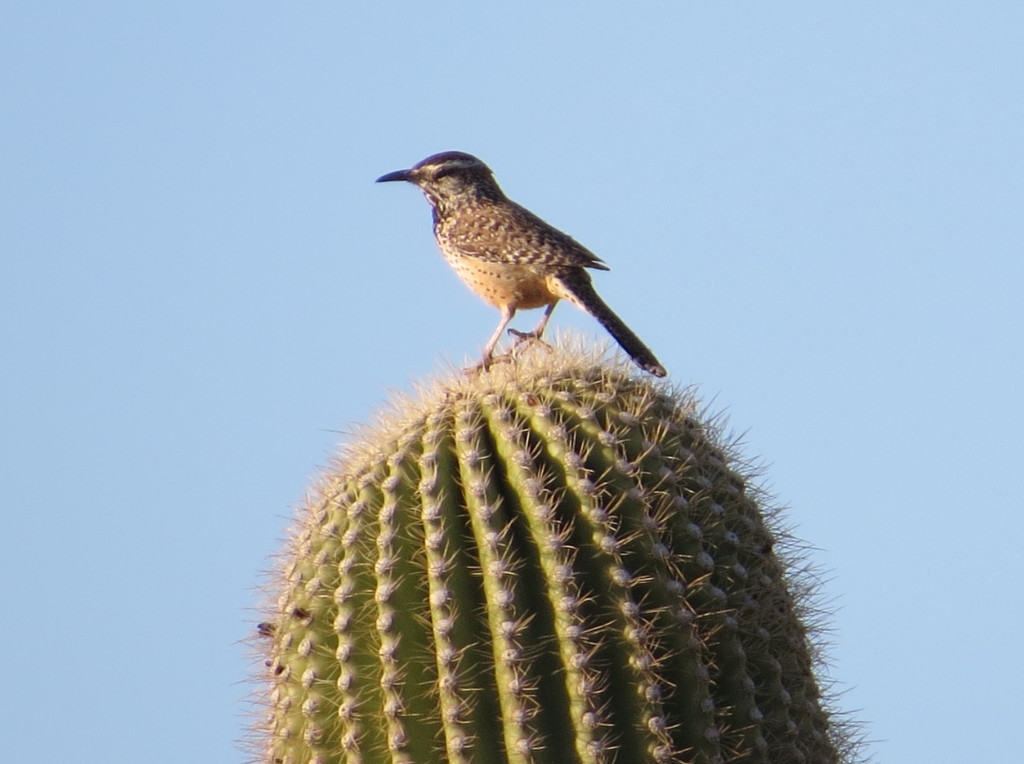 Cactus Wren