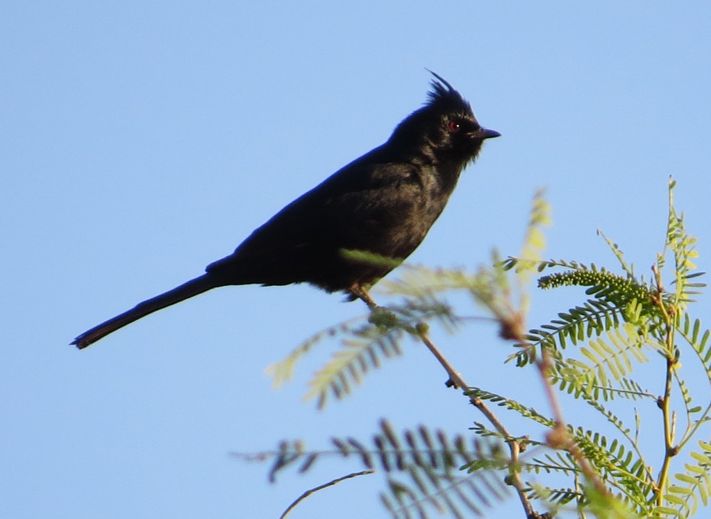 Phainopepla