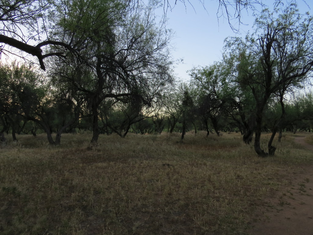 Coon Bluff mesquite bosque