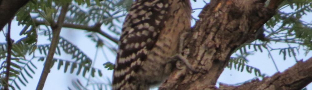 Ladder-backed Woodpecker