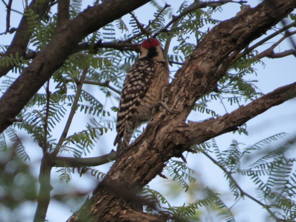 Ladder-backed Woodpecker