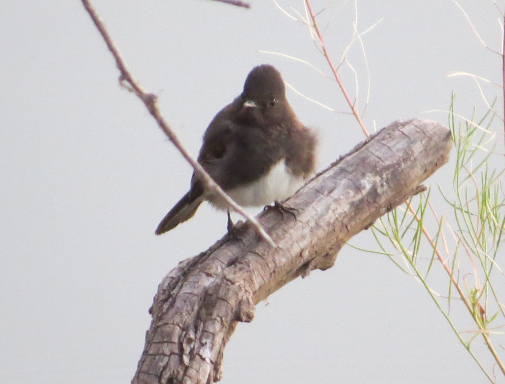 Black Phoebe